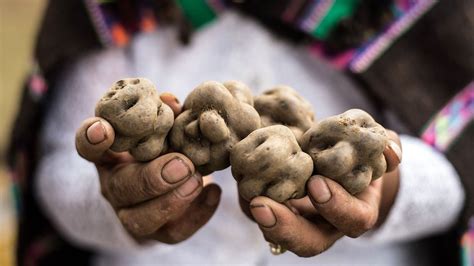 How the humble potato changed the world - BBC Travel