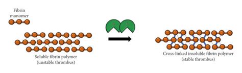 Diagram of factor XIII activation and function. (a) Factor XIII is a... | Download Scientific ...