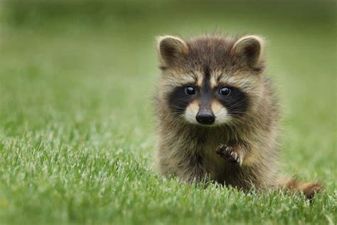 Quels sont les animaux que tu pourras observer au Canada ? - Stage Canada