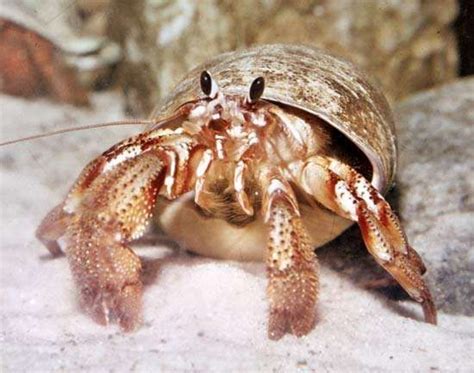 Hermit crab | crustacean | Britannica.com