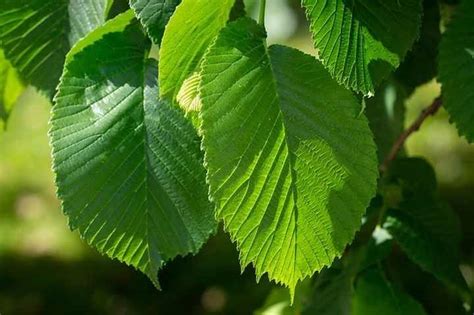 Elm Trees Identification: A Comprehensive Guide to Bark and Leaves - EatHappyProject