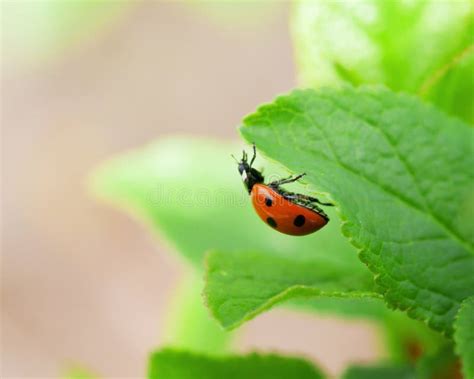 Ladybug on green leaf stock image. Image of spring, blade - 88337725