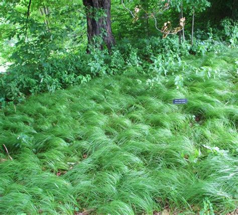 Pennsylvania sedge (Carex pensylvanica), native to MN shady woods, Height: 6-18 inches; weak ...