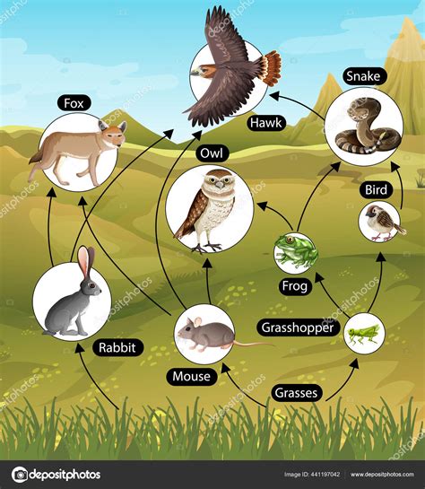 Education Affiche Biologie Pour Les Chaînes Alimentaires Illustration ...