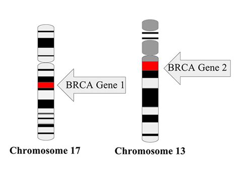 Cancer Risk for Women Carrying BRCA Mutations - NCI