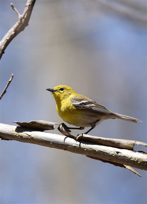 Pining for Warblers | Natural Crooks Ramblings