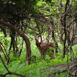 Siju Bird Sanctuary Tura, India | Best Time To Visit Siju Bird Sanctuary