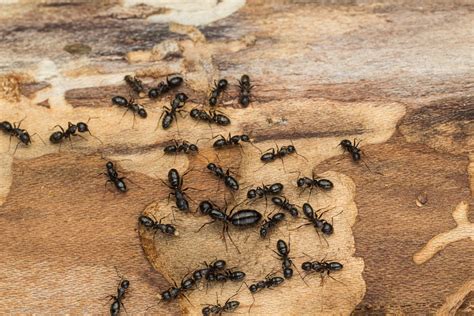 How To Get Rid Of Carpenter Ants For Good, Per Entomologists | lupon.gov.ph