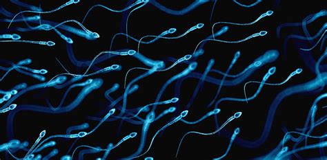 Sperm Cell - The Definitive Guide | Biology Dictionary