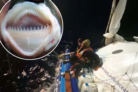 What are cookiecutter sharks? Boat attacked by glow-in-the-dark predators