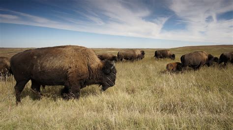 Download Mammal Herd Buffalo Animal American Bison HD Wallpaper by skeeze