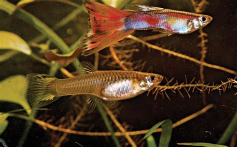 Guppy | Freshwater, Live-bearing, Aquarium | Britannica