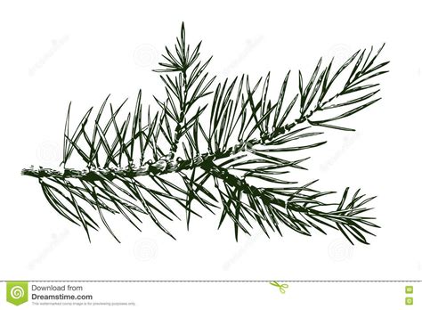 Pine Branch Drawing at GetDrawings | Free download