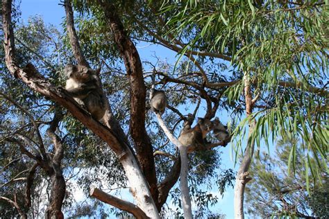 Koala Viewing Area