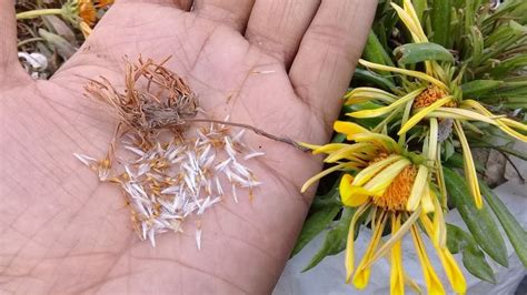 How to collect and save gazania seeds - YouTube | Gazania flowers ...