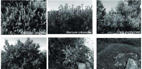 Maquis plants examples in the Akdeniz University Campus. | Download Scientific Diagram