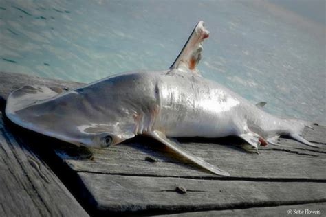 Discovery of new shark species highlights need to protect Belize waters ...