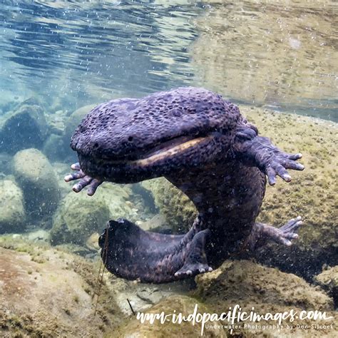 Photographing the Japanese Giant Salamander | Indopacificimages