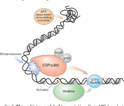 Figure 3 from CREB-binding Protein and p300 in Transcriptional ...