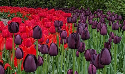 The Complete Guide to Tulip Festival in April at Keukenhof