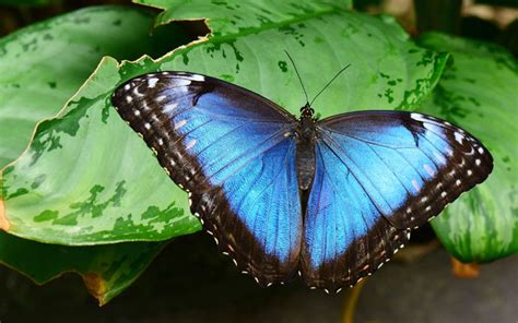 Blue Morpho Butterfly - Species Profile & Facts - Insectic