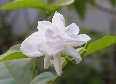 Futaba Jasmine Flower Seeds White Jasmine Seeds - 50 Seeds : Amazon.in: Garden & Outdoors