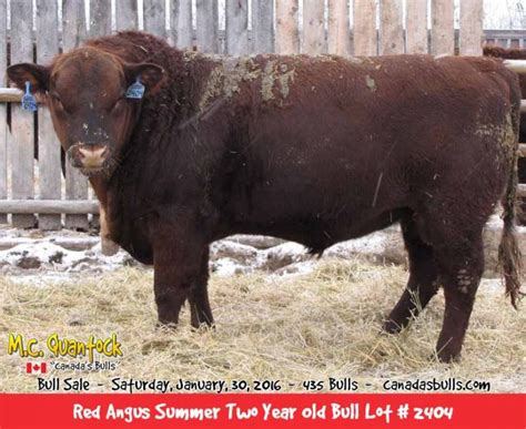 Red Angus Bulls for Sale from MC Quantock in BC AB SK MB