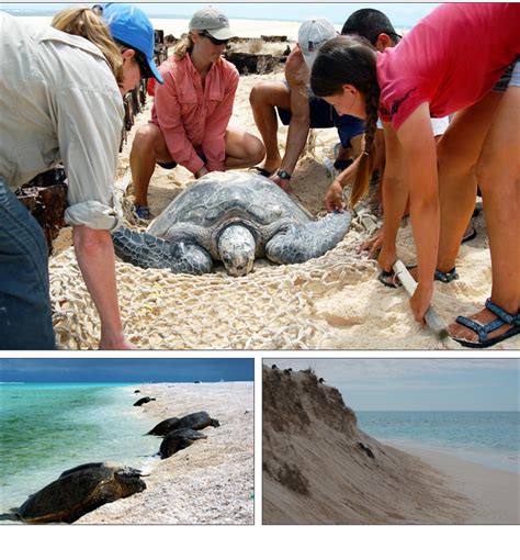 Rising Sea Levels Threaten Hawaiian Sea Turtles’ Nesting Sites | NOAA Climate.gov