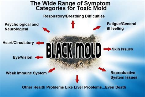 toxic mold - Waterproofing Contractor