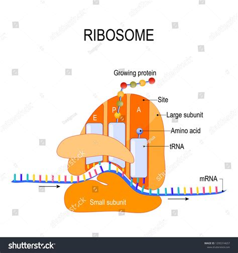 the structure of an animal's ribosome with labeled parts and text on ...