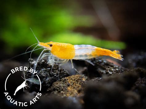 Orange Rili Shrimp (Neocaridina davidi), BREDBY: Aquatic Arts on sale today for $ 32.99