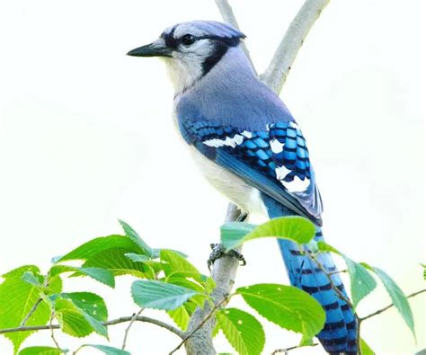 Blue Jay vs Cardinal: 16-Point Dispute in Scarlet & Sapphire - Bird ...