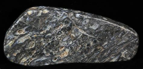 2.7" Rhynie Chert - Early Devonian Vascular Plant Fossils (#40243) For Sale - FossilEra.com