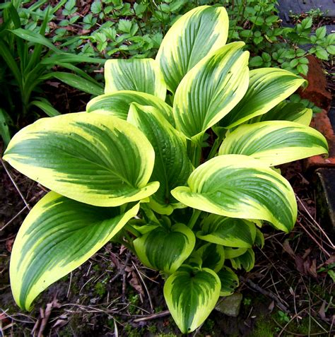 Dr. Dan's Garden Tips: Handsome Hostas