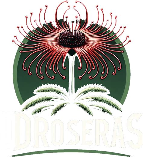 Mudas de Droseras Planta Carnívora