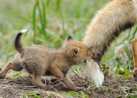 Adorable pictures of baby foxes – Vuing.com