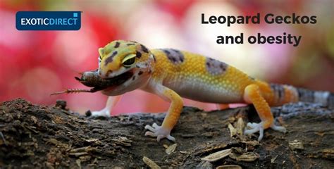 Leopard Gecko food and diet advice - ExoticDirect