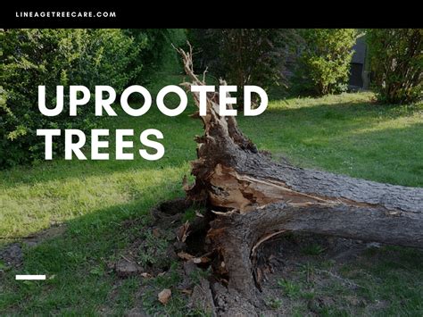 What to Do with an Uprooted Tree? How Susceptible are Trees to Uprooting?