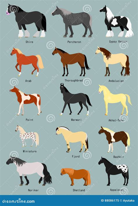 Horse breeds set stock vector. Illustration of arabina - 88086175