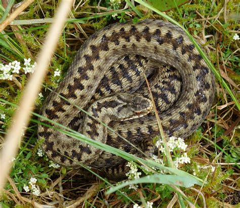 A new project 'Status of the adder Vipera berus in Scotland' - please ...