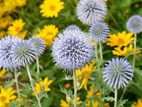 Globe Thistle: Plant Care & Growing Guide