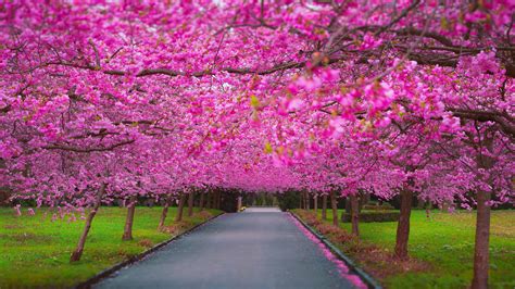 2560x1440 Cherry Blossom Park 1440P Resolution ,HD 4k Wallpapers,Images,Backgrounds,Photos and ...