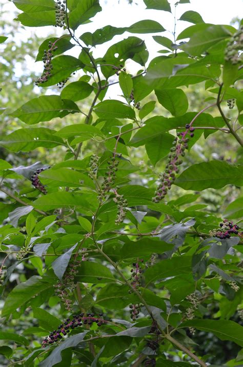 From My Hearth to Yours: Pokeweed in August- A Follow Up