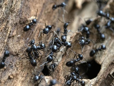 ants inside anthill in the wood 12011359 Stock Photo at Vecteezy