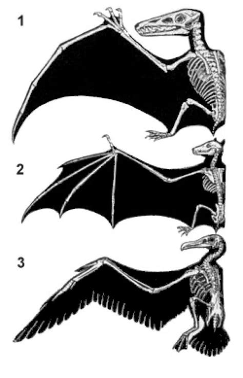 Can two unrelated species evolve to become more similar?: Pterosaur, bat, and bird wings are ...