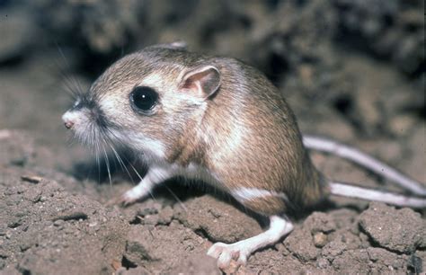 Animals In The Desert Region Of California