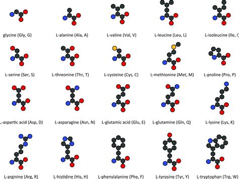 Amino acids. 2D chemical structures of the 20 common amino acids - REP ONE