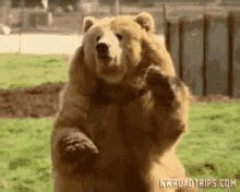 Bear Waving GIFs | Tenor