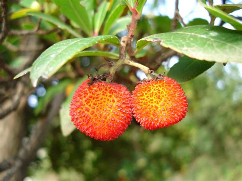 Strawberry tree - World Crops Database