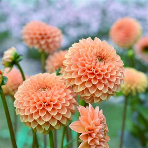 Dahlia Planting Guide – Easy To Grow Bulbs